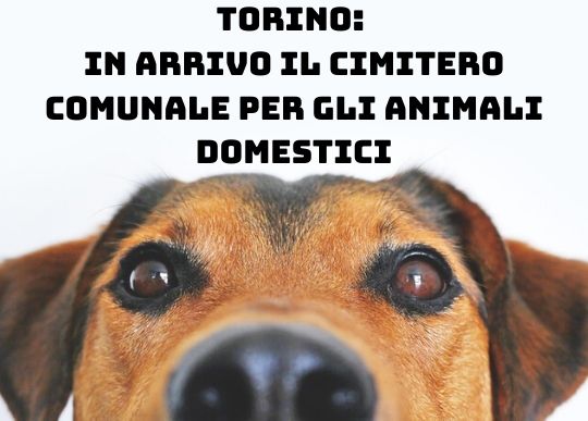 torino cimitero animali.jpg